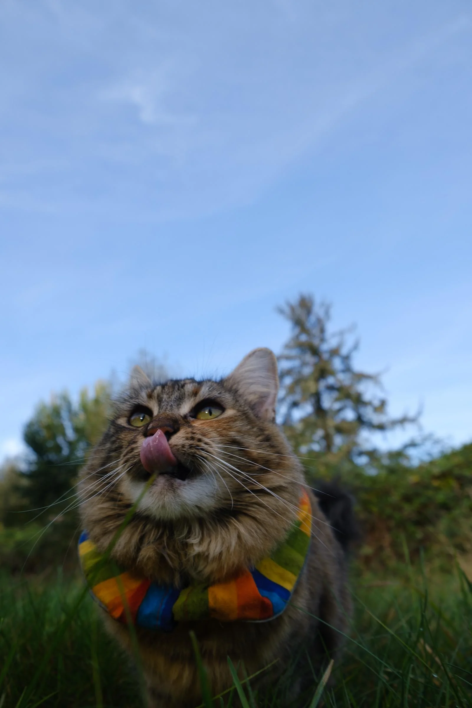 Lucy the Starlink Cat